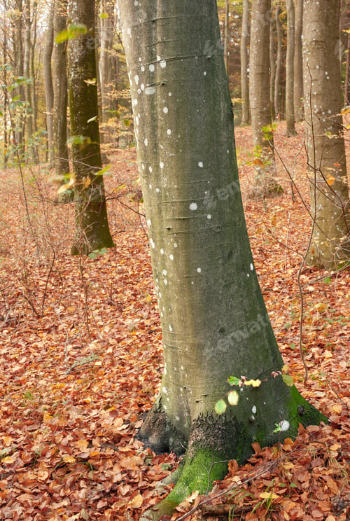Forest beauty
