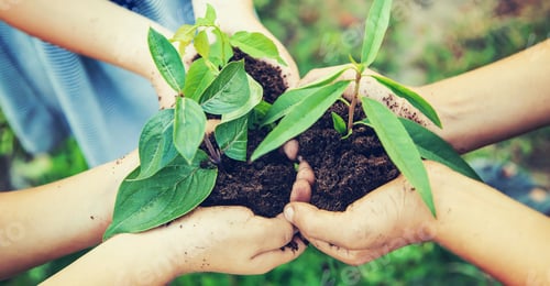 Preview: children plant plants together in their hands. Selective focus.