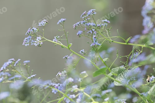 Preview: Natural background, spring flowers