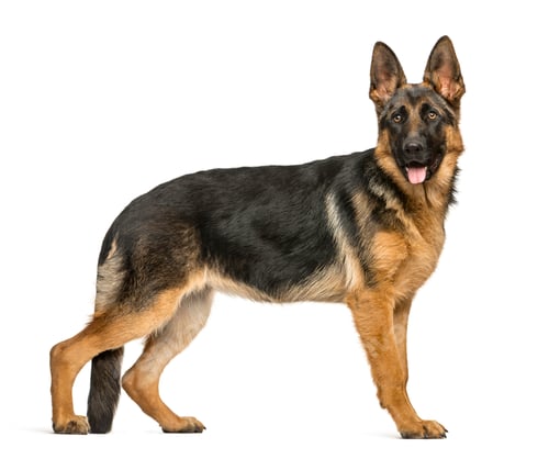 Preview: German shepherd standing and panting, isolated on white