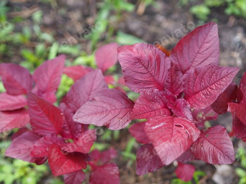 Preview: Amaranthus viridis Amaranthaceae red leaves vegetable fresh blooming garden nature food background