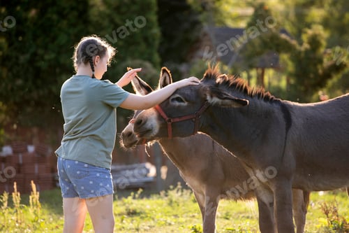 Preview: A young girl confidently watching and feeding a donkey at the farm.
