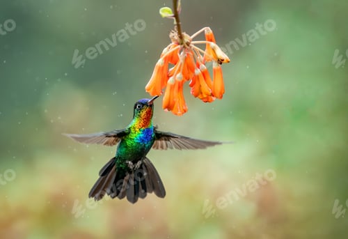 Preview: Fiery-throated Hummingbird in Costa Rica