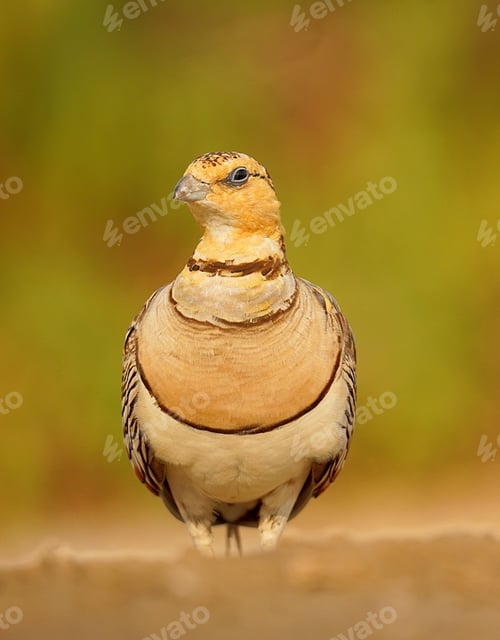Preview: Chestnut-bellied sandgrouse on a blurred backdrop