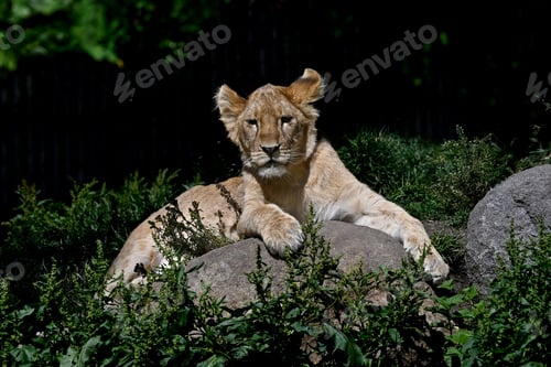 Preview: Lion (Panthera leo) juvenile