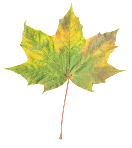 Preview: Single green yellow yellow maple leaf isolated on white background