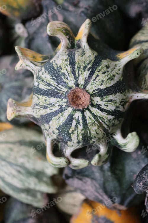 Preview: Textured pumpkins at the autumn fair close-up