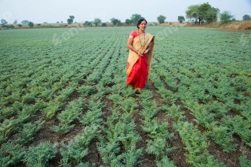 Preview: Indian woman in traditional clothes walking in chickpea field