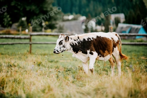 Preview: Mountain cow feeding on the meadow