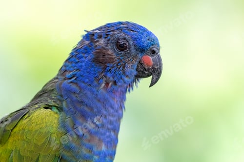 Preview: Blue-headed Parrot (Pionus menstruus). Portrait of blue bird with green on creamy green background