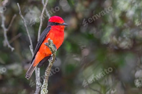Preview: Vermillion Flycatcher (Pyrocephalus rubinus). Small red bird resting on a branch