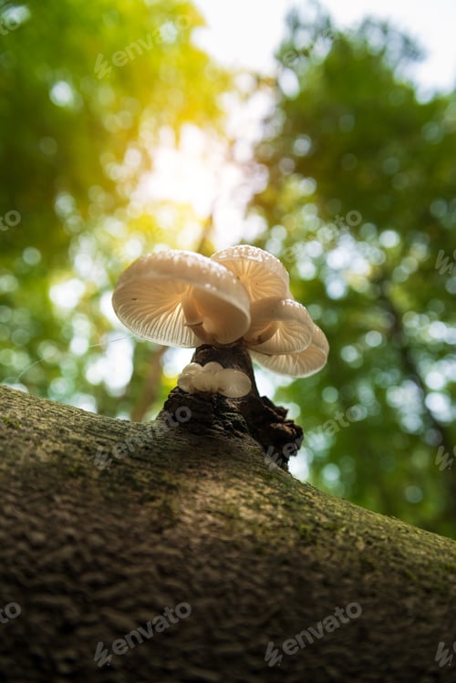 Preview: Close-up photo of mushrooms on tree trunk