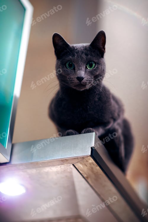 Preview: Selective focus shot of a dark grey cat with green eyes staring into the camera