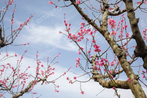 Preview: Peach trees bloom in spring