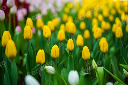 Preview: Tulip Garden Flowers Nature Background