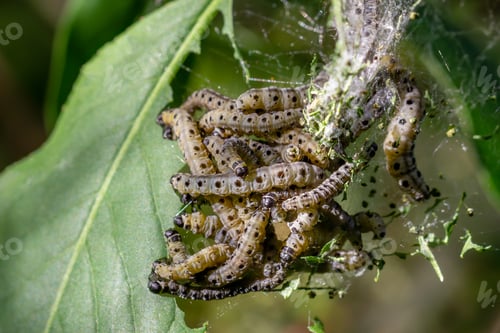 Preview: Ermine moth caterpillars feeding on green leaves