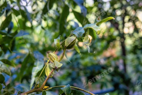 Preview: pecan trees in guanajuato mexico