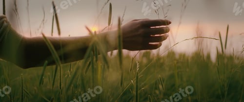 Preview: Woman caress juicy green grass on meadow at warm sunset sky in summer.