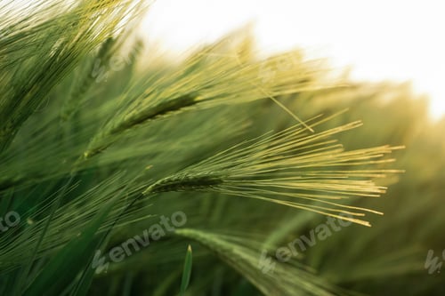 Preview: Beautiful detailed close up view of growing green wheat on agricultural field