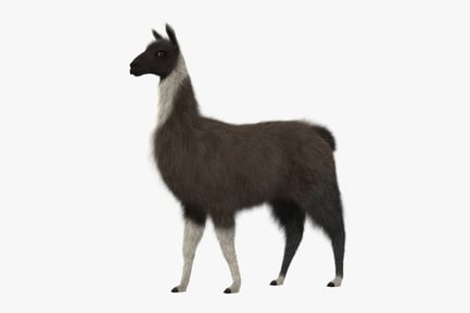 Preview: Dark Fur Llama