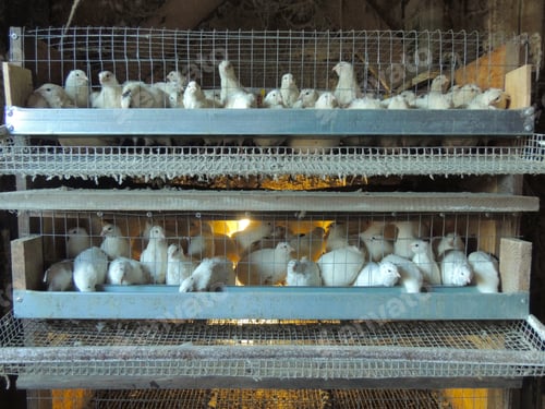 Preview: two-tier cage with white domestic quails