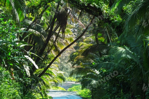 Preview: Road in jungle