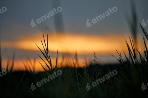 Preview: Evening sunset through thick grass on meadow, beautiful orange sky landscape, twilight background