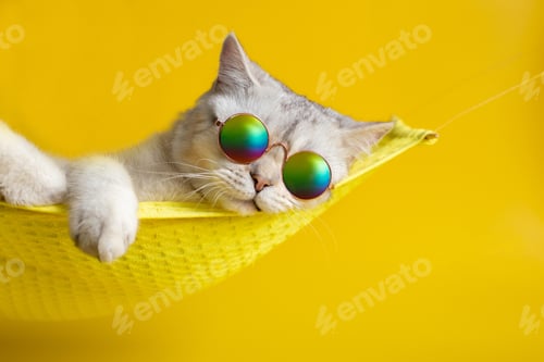 Preview: Portrait of adorable white cat wearing sunglasses on yellow fabr