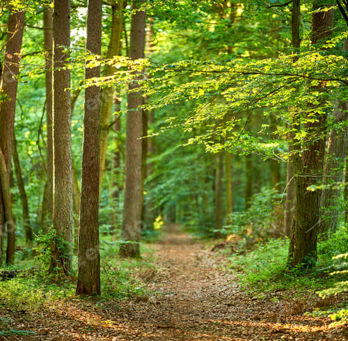 Preview: Lush forest in springtime
