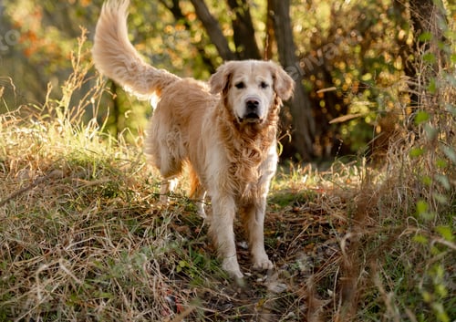 Preview: Golden Retriever Dog On A Walk