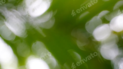 Preview: Green background, forest and blurred lights.