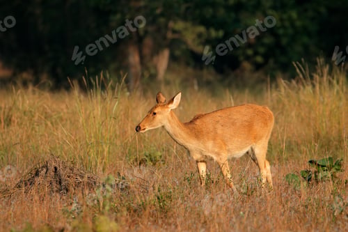 Preview: Female barasingha or swamp deer