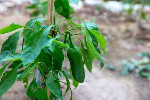 Preview: Fresh green chili pepper hanging upon the leafy plant within a garden, captured in natural daylight