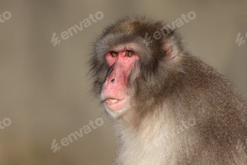 Preview: close up view of Japanese Macaque (Macaca Fuscata).