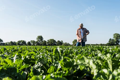 Preview: Senior farmer working in a field