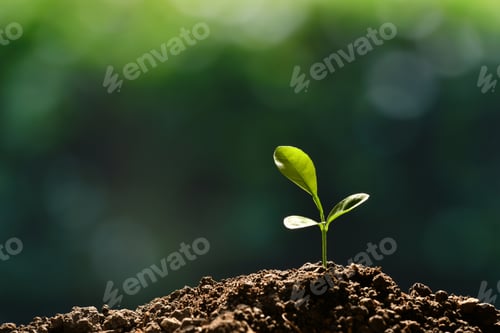 Young Plant