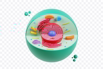 Visualização: Estrutura celular humana