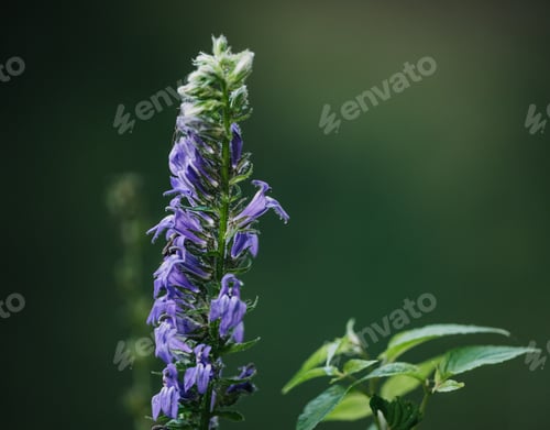 Preview: Purple Indiana wildflower