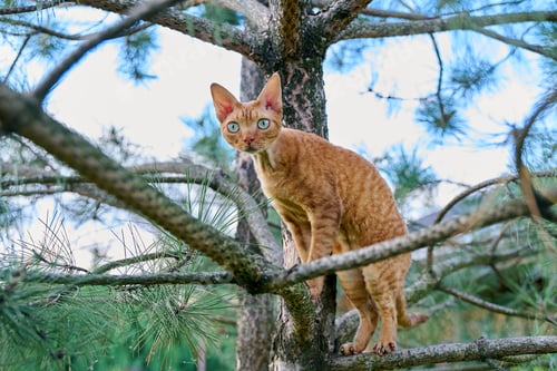 Preview: Serious ginger cat Devon rex on a tree attentively watching hunts