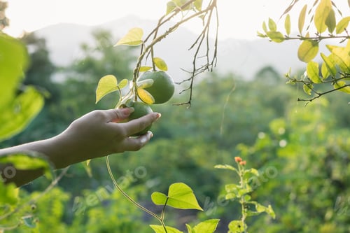 Preview: close-up of a peasant girl's hand picking a green orange directly from the tree