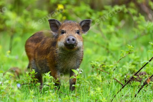 Preview: Wild boar in forest
