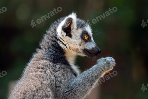 Preview: Close lemur portrait on dark background