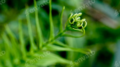 Preview: Green fern on bokeh green background