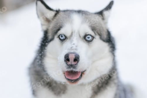 Aperçu: chien de neige Husky dans la neige sur fond de forêt, forêt enneigée et chien