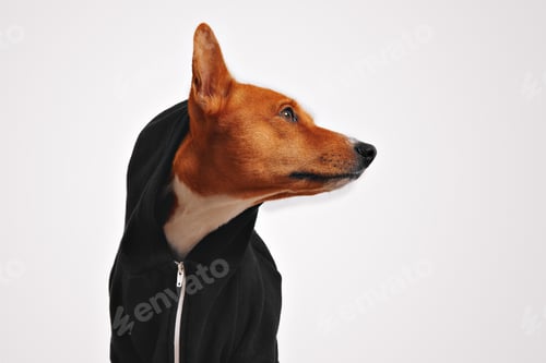 Preview: Portrait of a dog in black zippered hoodie