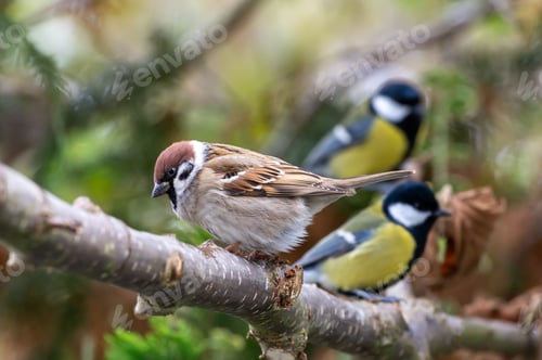 Preview: Sparrows and great tits on a branch in a forest.