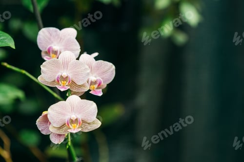 Preview: Beautiful White Flowers Of Orchid In Botanical Garden