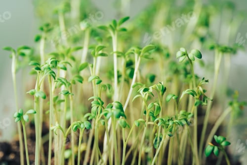 Preview: Tray with young sprouts of microgreens close-up