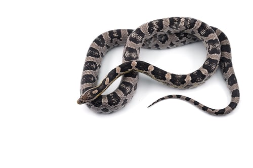 Preview: Corn snake isolated on white background
