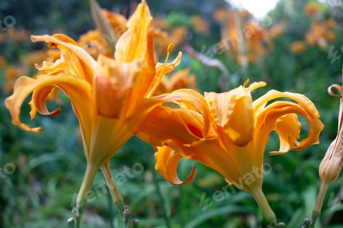 Preview: Beautiful Orange Lilies Blooming in a Lush Garden